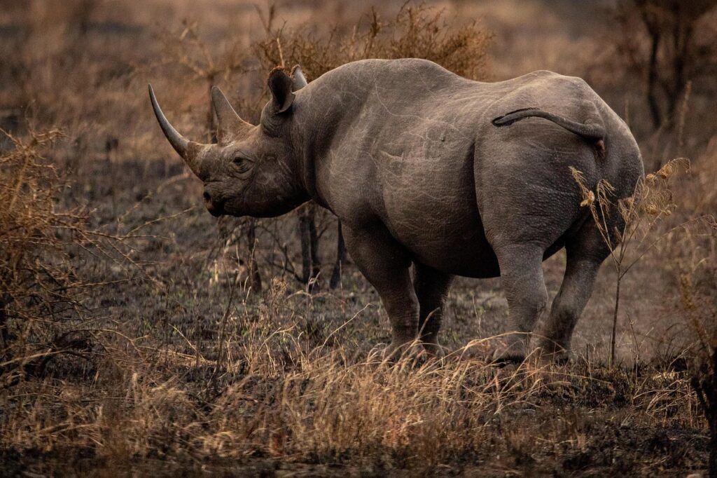 Black Rhino in Tanzania Parks