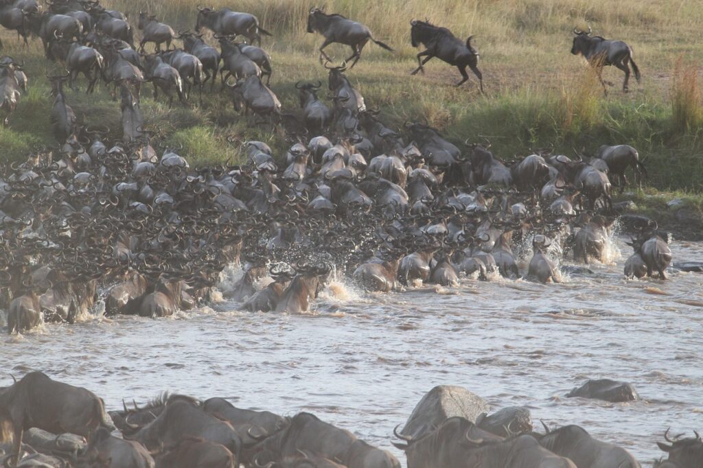 Great-wildebeest-migration-Tanzania